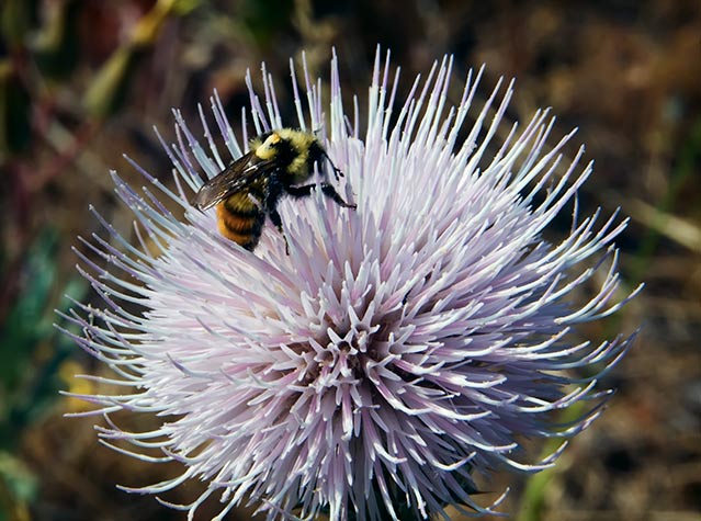 thistle bee